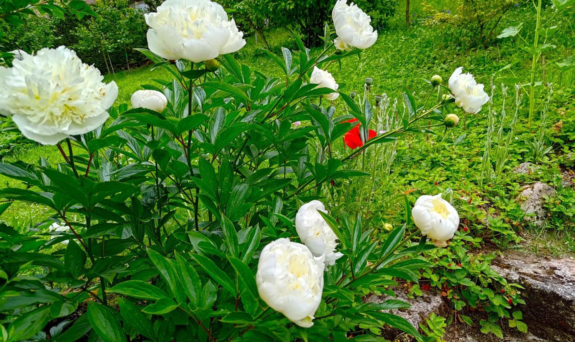 Un Jardin Secret Bed & Breakfast Yzeron Bagian luar foto